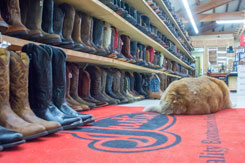 Boots12